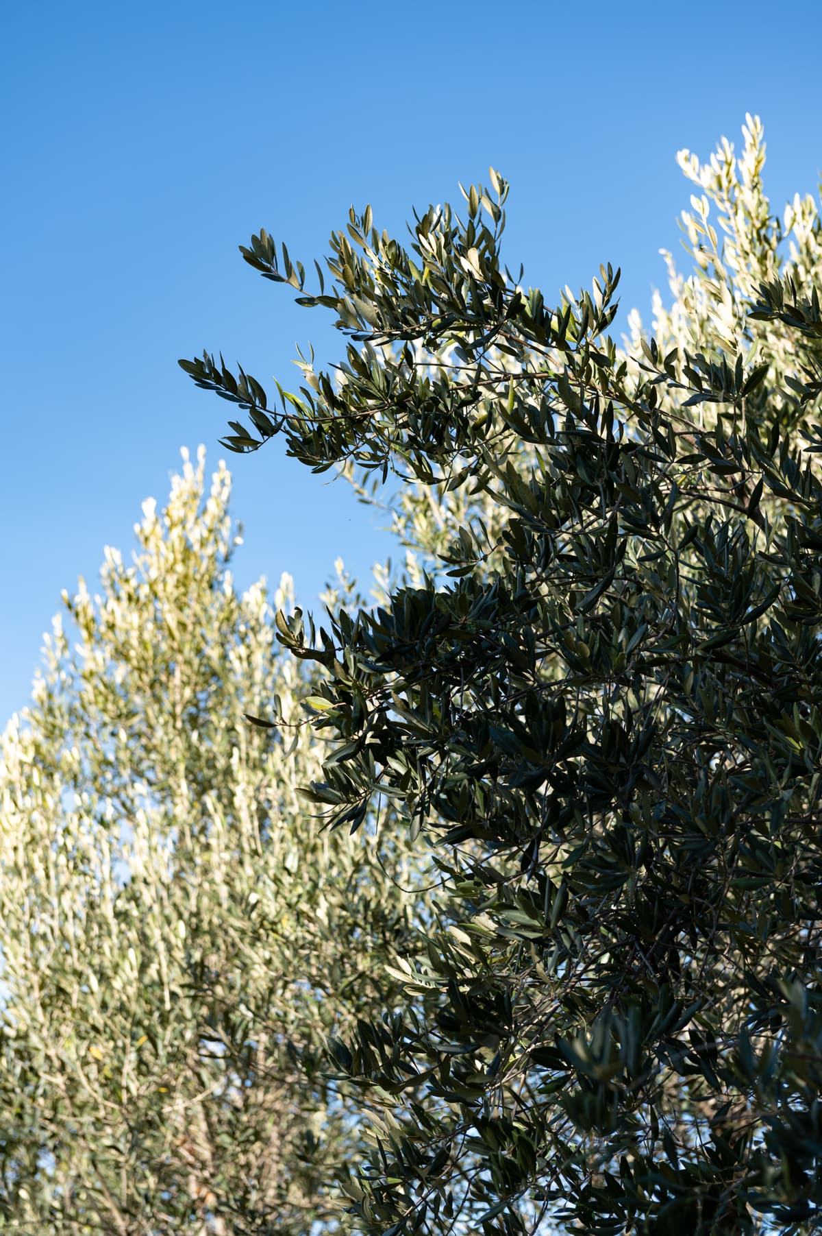 Sostenibilità ambientale - Oliveri Group